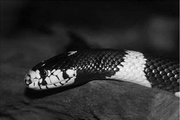 梦到一条大黑蛇是什么梦