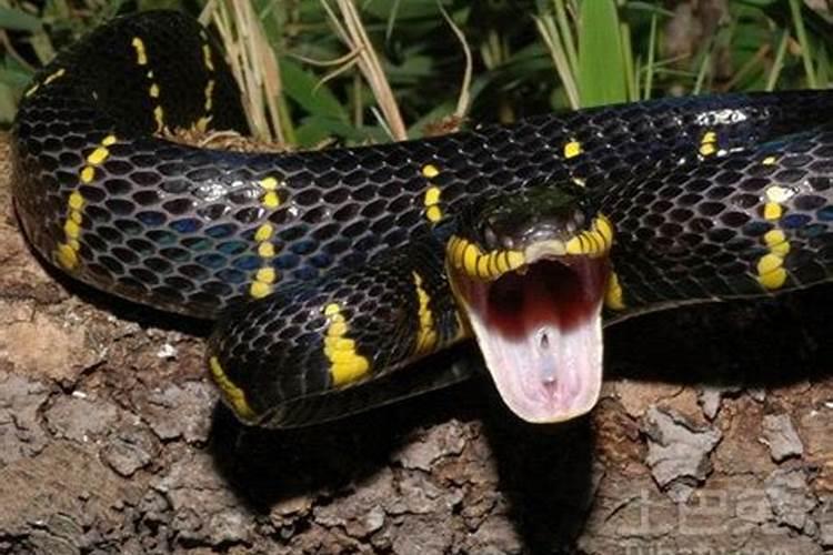 昨晚梦见一条大蛇是什么意思
