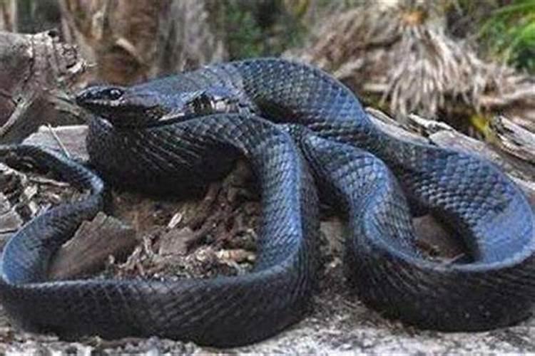 梦见一群大黑蛇是什么预兆