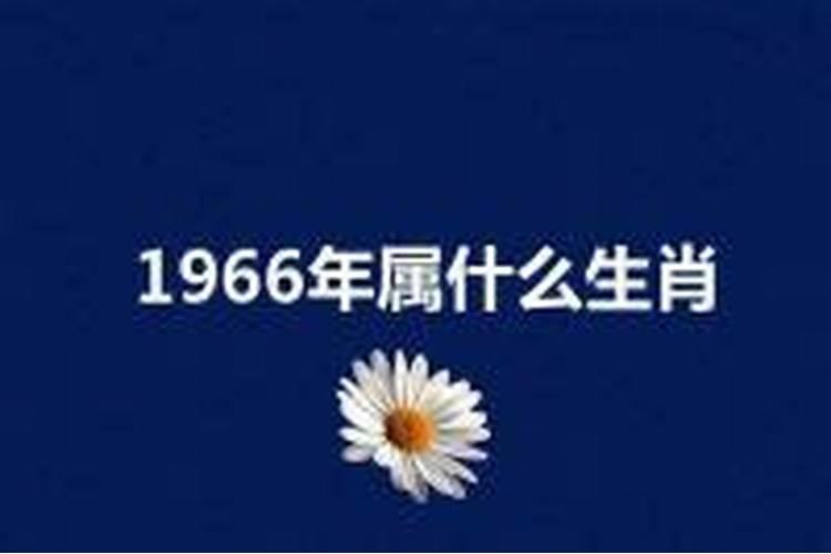 1966年是什么生肖年