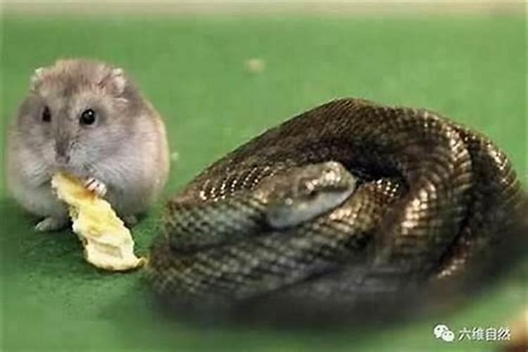 蛇和鼠属相能配夫妻吗