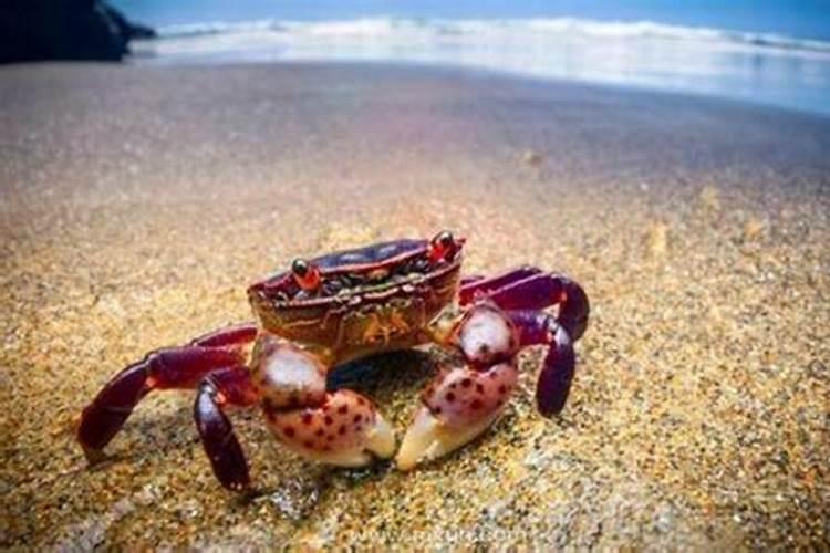 梦见超大螃蟹是什么预兆
