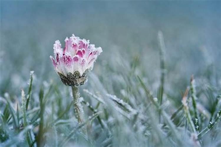 梦见有雪啥意思