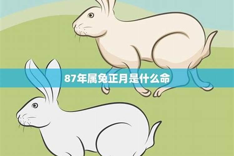 87年属兔的命运是什么命格