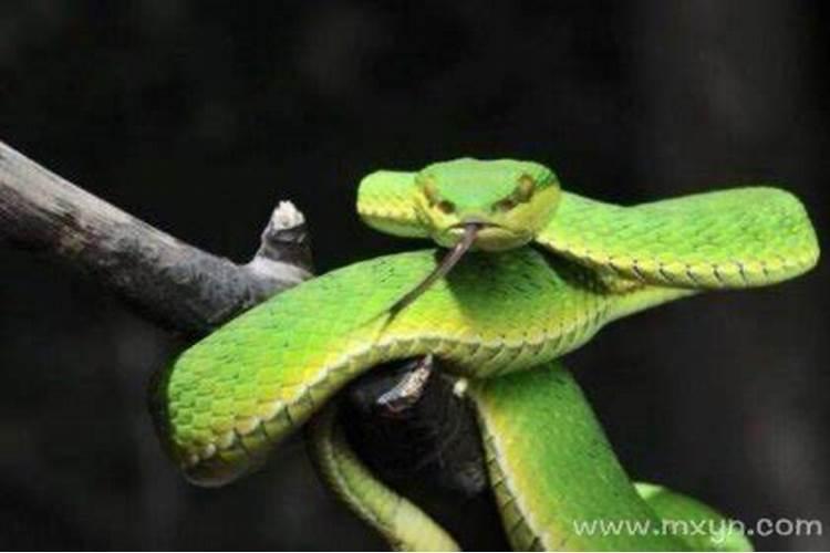 梦见蛇咬手是什么意思绿蛇