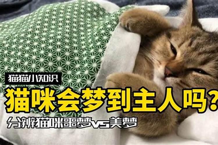 怀孕做梦到猫什么意思