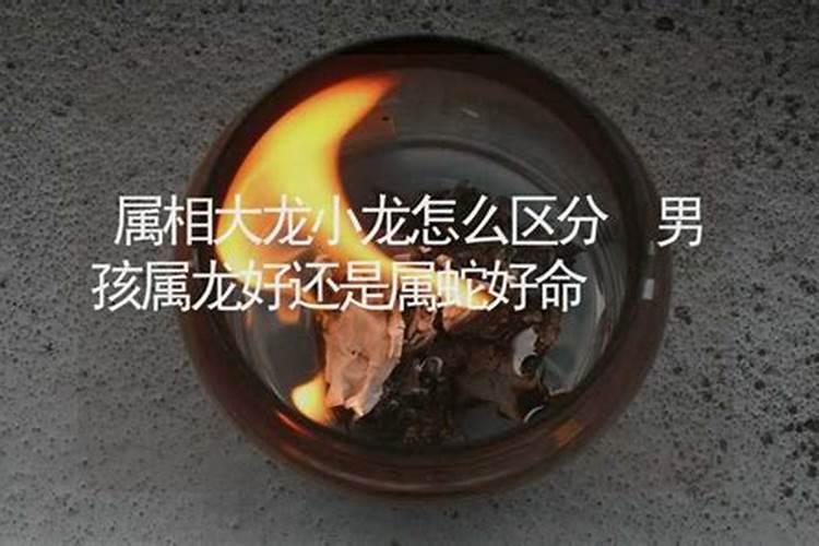 生肖大龙小龙怎么区分