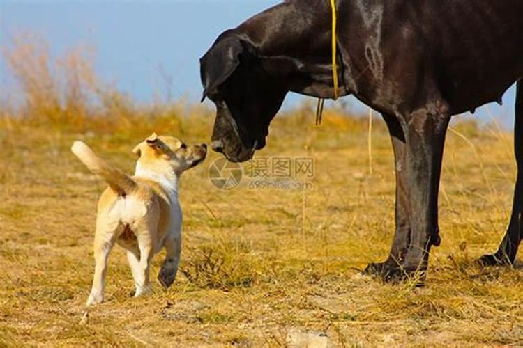 孕妇梦见一条大黑狗和一条小黑狗