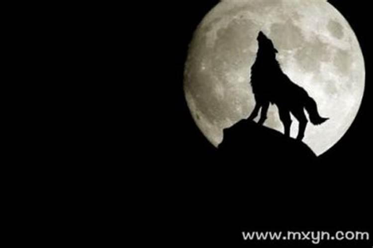 梦见狼或者狗是什么意思