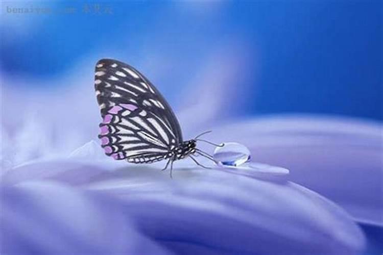 梦到蝴蝶是什么意思周公解梦