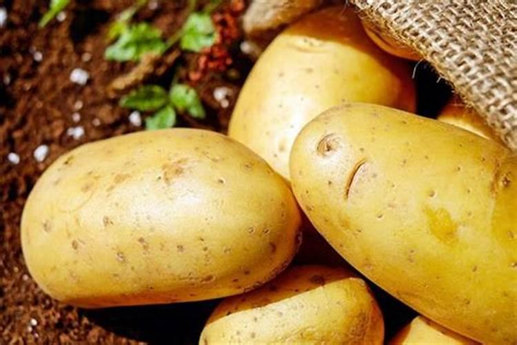 梦见满地的土豆是什么意思