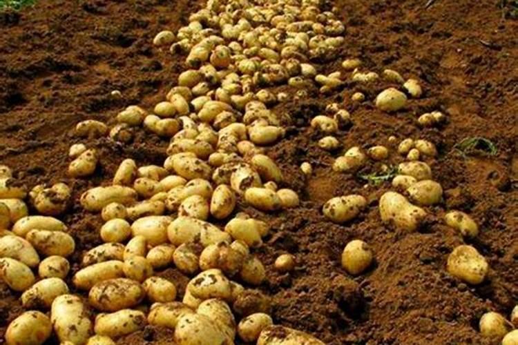 梦见在地里捡到很多土豆