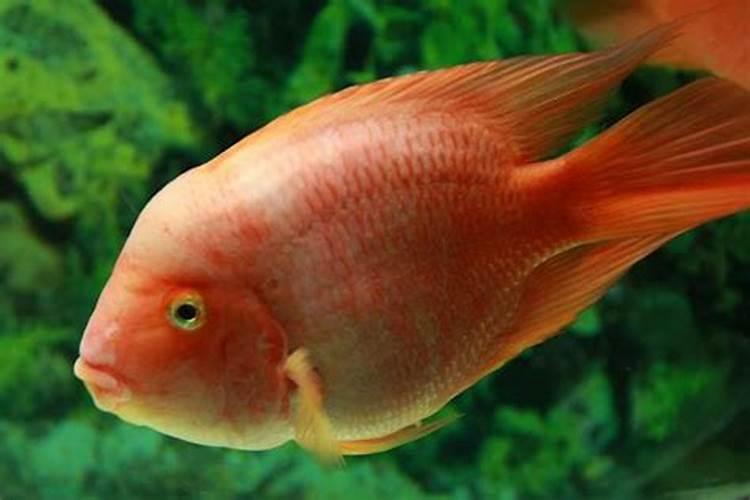 做梦梦到一条大红鱼是什么意思
