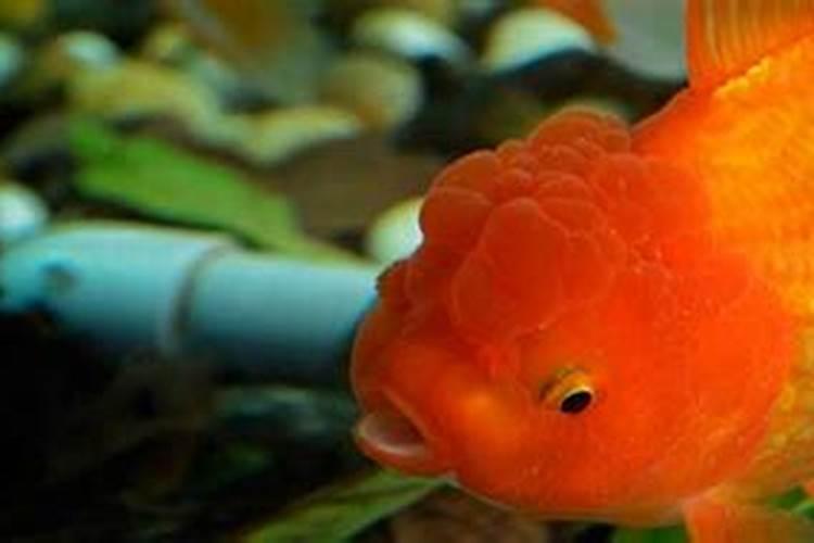 梦见许多红鱼什么意思