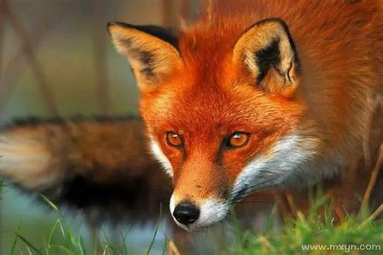 梦见红狐狸代表什么意思