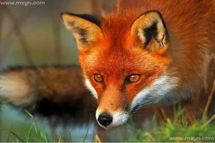 梦见红狐狸代表什么意思