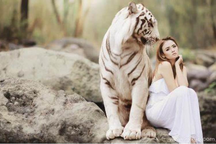 女人梦见一只很大的老虎