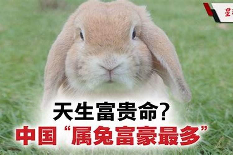 为什么说属兔的人有钱呢
