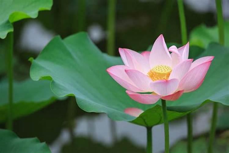 梦见池塘里荷花开了