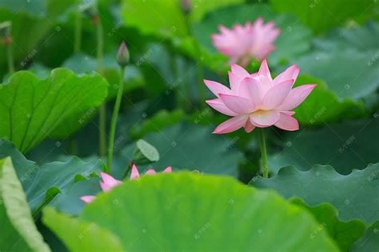 梦见池塘荷花开