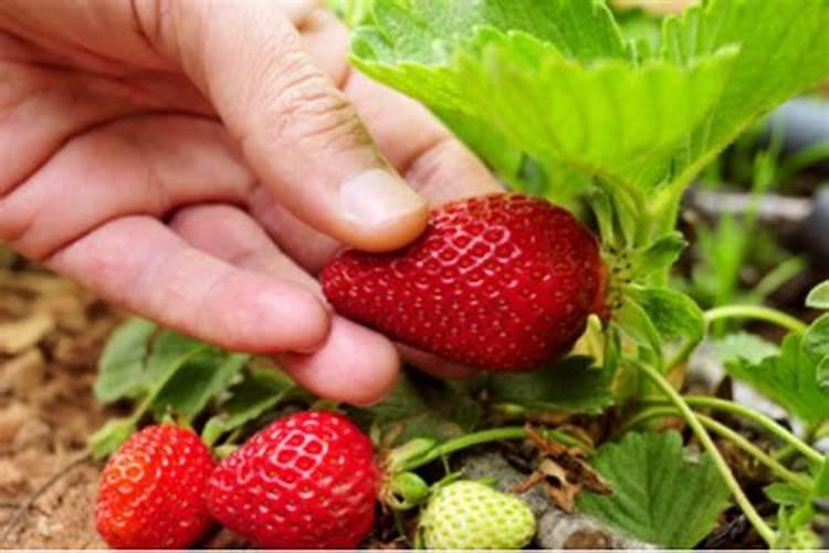 做梦梦见摘草莓是什么意思呀