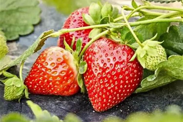 梦见自己摘草莓是什么意思