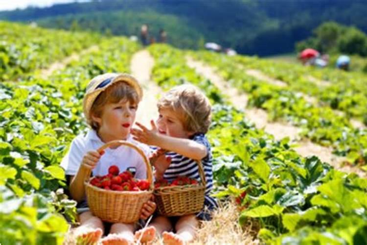 梦见在摘草莓是什么意思