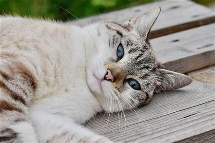 梦见打死猫有什么预兆解梦