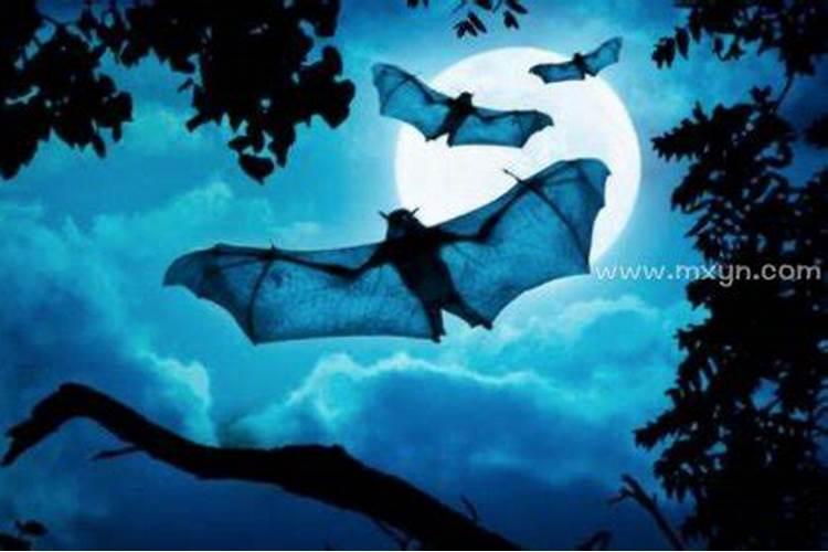 梦到蝙蝠是什么意思周公解梦