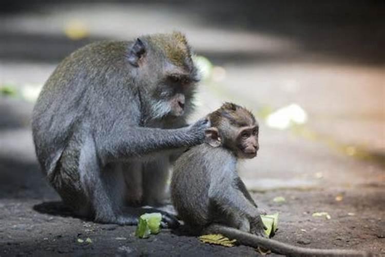 猴与狗相配的婚姻如何在一起好吗