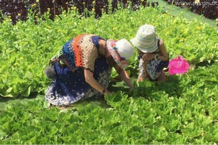 梦见菜地里摘菜啥意思呀周公解梦