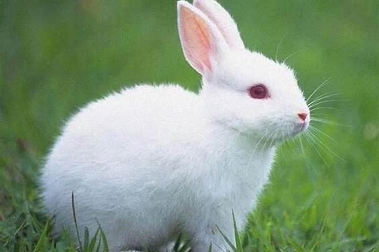 兔的情人是什么生肖