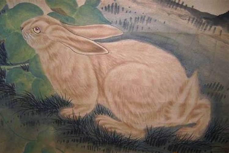 属兔的情人注定是哪个生肖