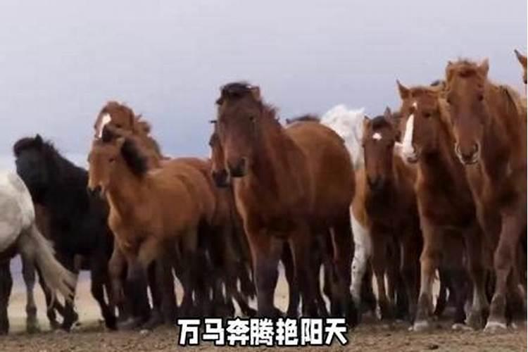 今日又是艳阳天猜生肖