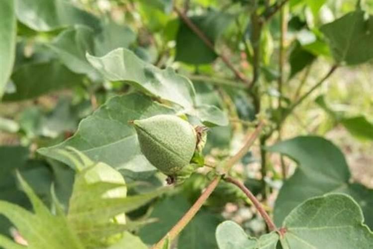 木棉花代表什么生肖