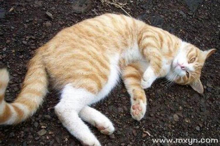 做梦梦见猫是什么意思大猫小猫都有六七个