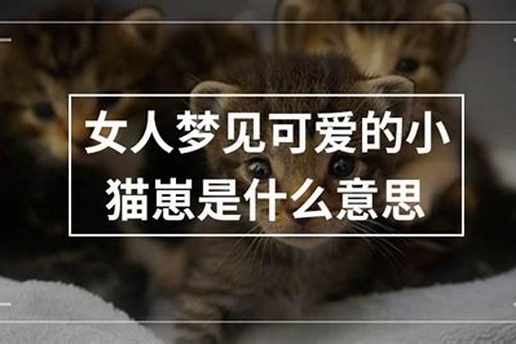 女人梦见很多小猫