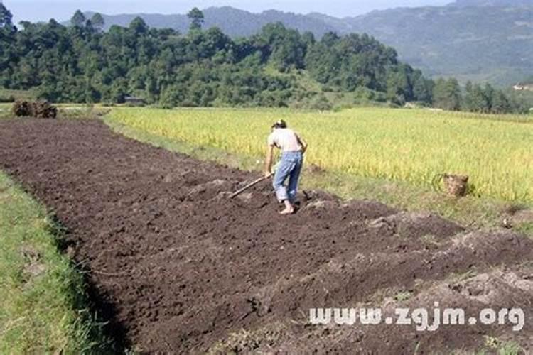 梦见家里一堆土