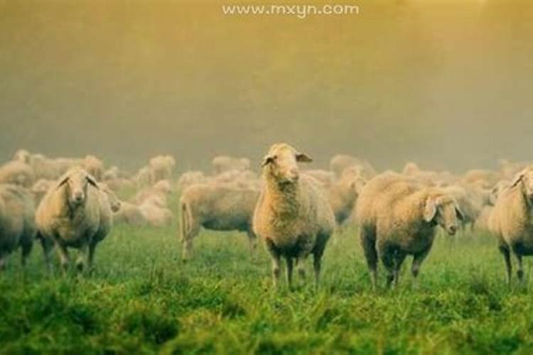 女人梦见羊是什么意思呢