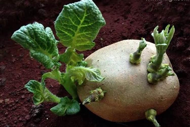 孕妇梦见满地土豆是什么意思
