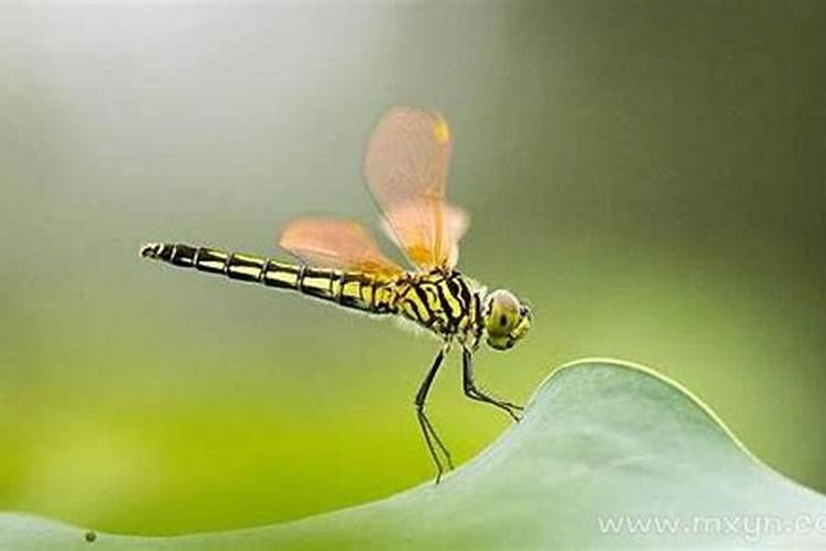 梦见蜻蜓是什么意思有什么预兆