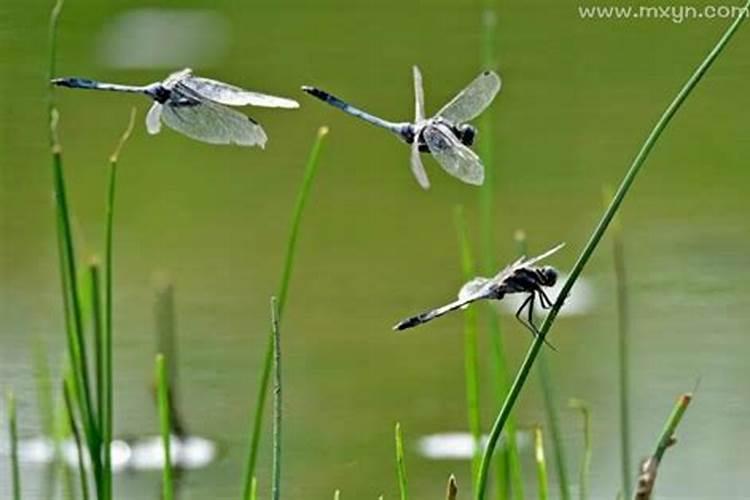 梦见蜻蜓是什么意思有什么预兆