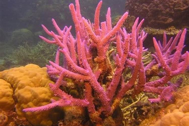 红珊瑚五行属于什么