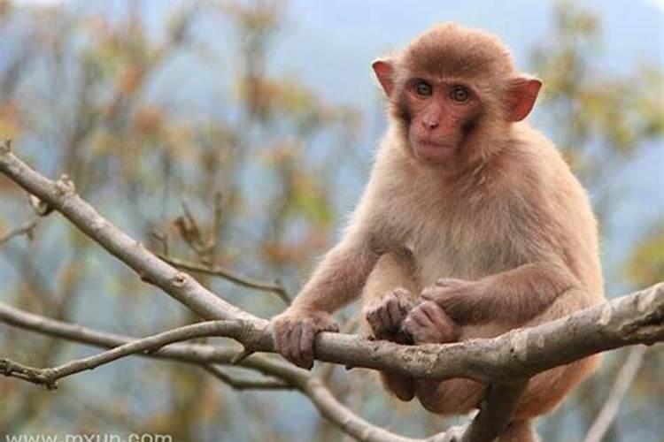 怀孕期间梦见猴子是什么意思