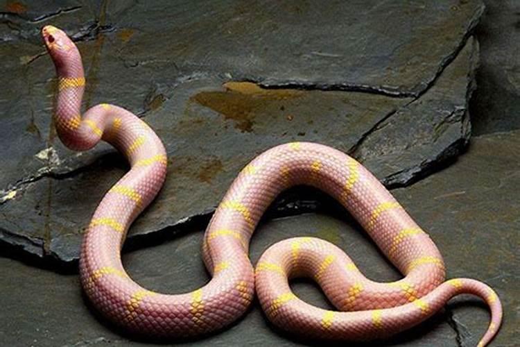 出生时候属蛇是什么命