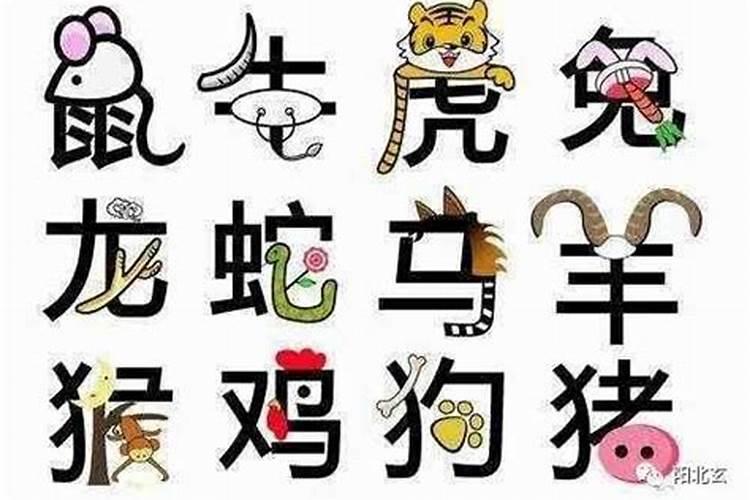 孙字是什么生肖