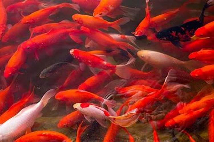 梦见一群红鱼在水里游是什么意思