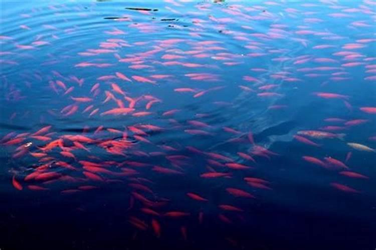 梦见很多大红鱼游来游去的
