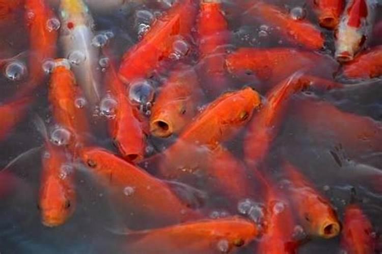 梦到很多红鱼是什么征兆