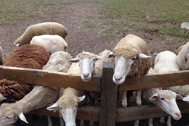 梦到一群羊